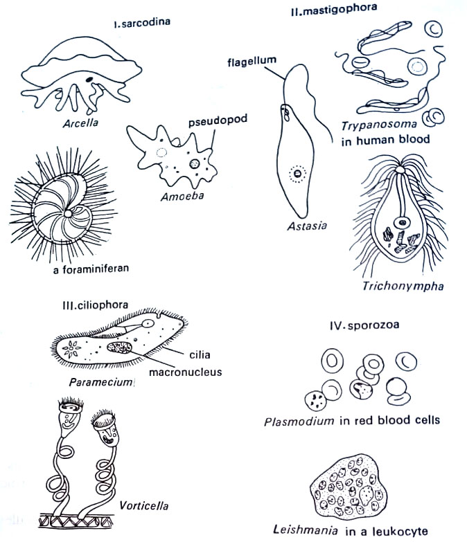 BSc microbiology Eukaryotic Microbes Notes